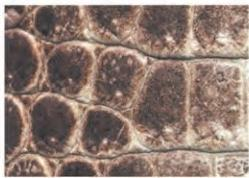 Replica Handbag Store Leather Types-Niloticus crocodile in matte graphite—wider oval scales from Nile crocodile, less formal, more contemporary.