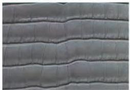 Replica Handbag Store Leather Types-American alligator in shiny rouge grenat—umbilical scar visible, smaller rectangular scales, used for special-order Constance.