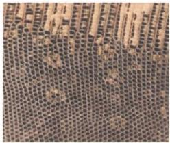 Replica Handbag Store Leather Types-Varanus lizard in shiny lime—micro-dot scale pattern with natural backbone line, reserved for minaudières and tiny clutches.